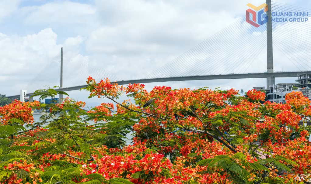A carpet of flamboyant blossoms provides a striking backdrop to the iconic Bai Chay Bridge.