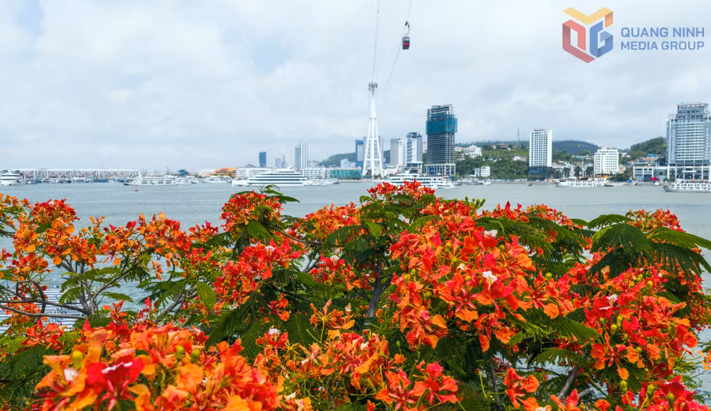 Bai Chay Tourist Area is both dynamic and romantic amid the colorful summer blooms.