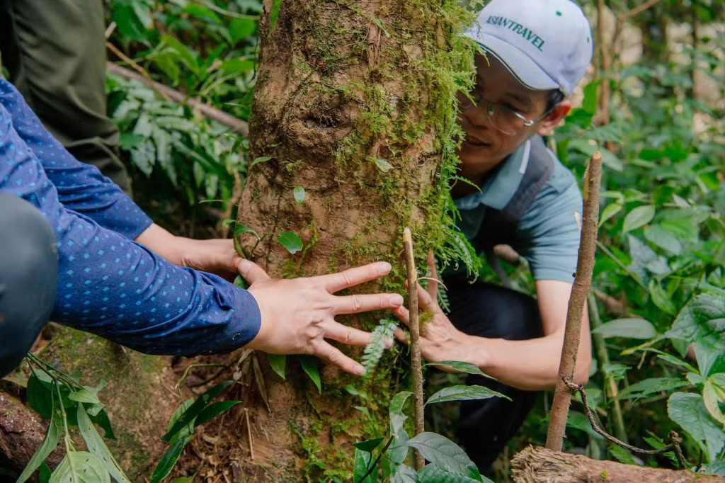An ancient tea tree with a trunk about the size of four adult hand spans.
