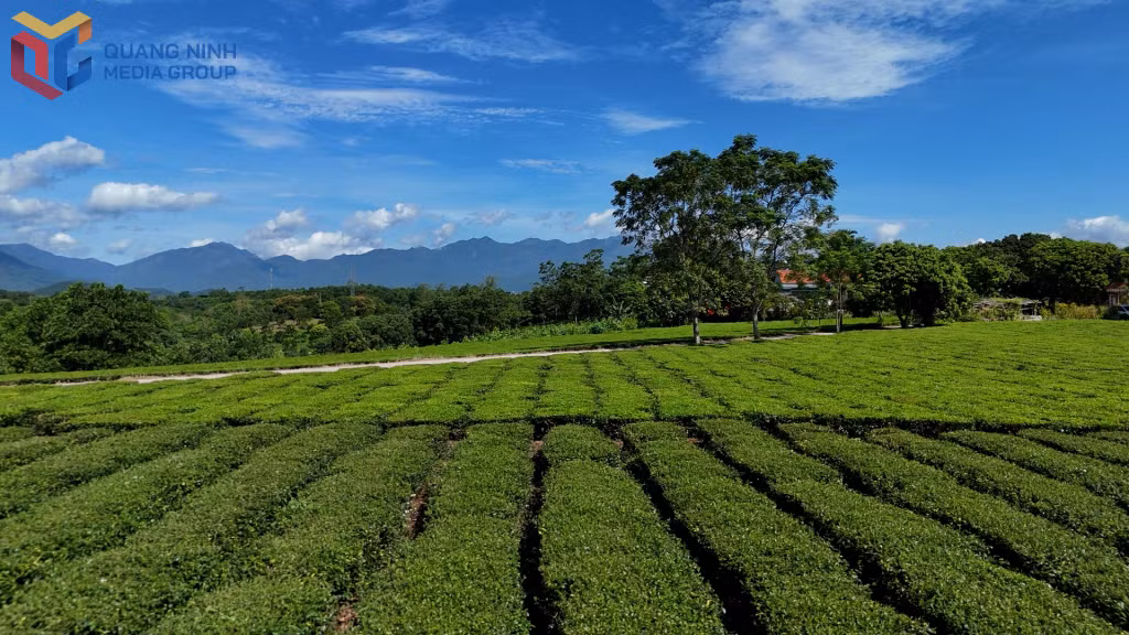 A tea hill in Quang Long 8 Village, Duong Hoa Commune.