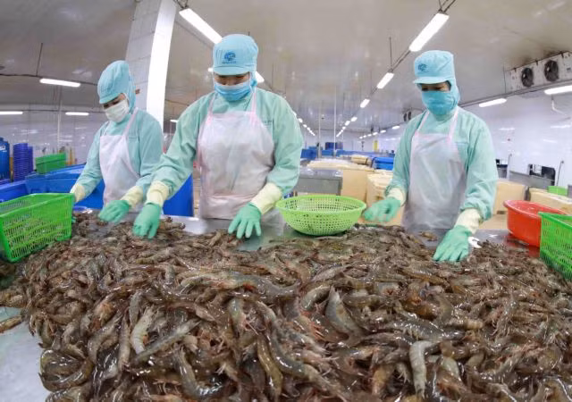 Processing shrimp for export. In the first six months of this year, Việt Nam's shrimp export value reached about US$1.6 billion, up 6 per cent year on year. — VNA/VNS Photo