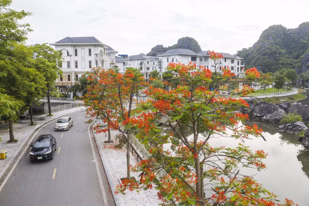 Summer flowers brighten up Ha Long city ảnh 1 Summer flowers brighten up Ha Long city ảnh 1