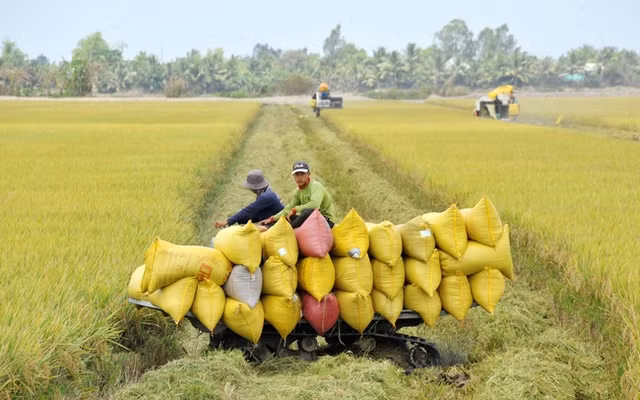 Rice export likely to reach over 8 million tons in 2024- Ảnh 1.