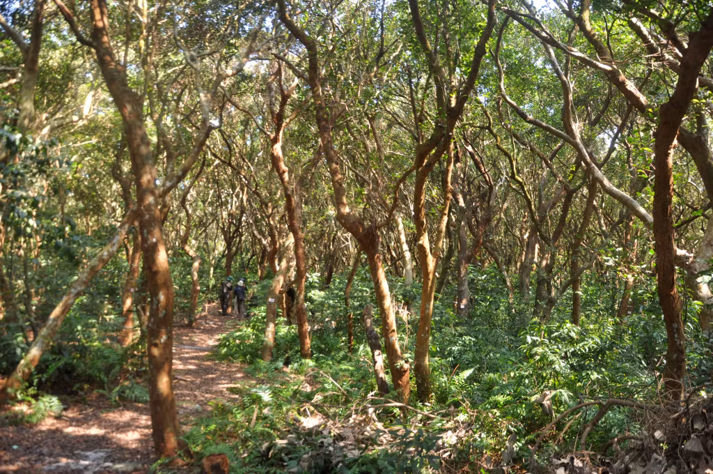 The primeval forest stretching over an area of more than ten hectares is a unique landscape located right next to Minh Chau beach.