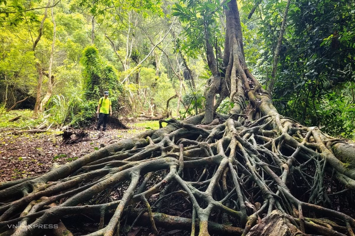 A day in the wild: trekking through Cat Ba National Park