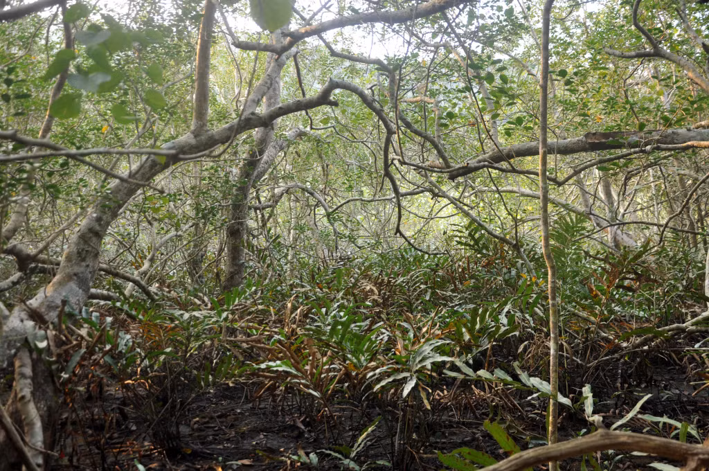 Mangrove forest in Cai Lim area of Tra Ngo island