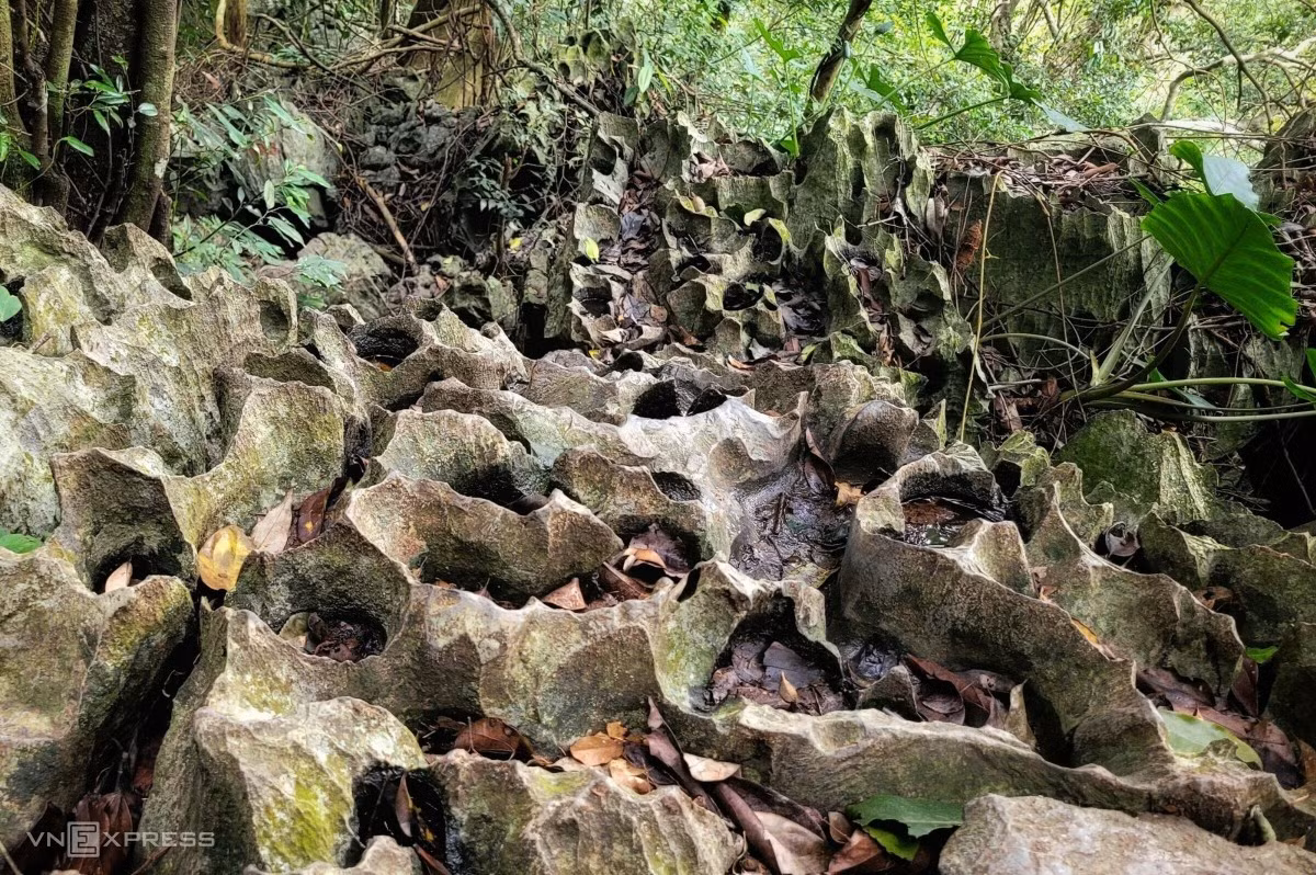 A day in the wild: trekking through Cat Ba National Park