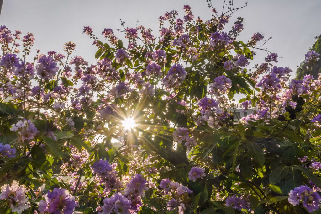 The purple flowers flaunt their exquisite beauty, evoking the emotions and memories of people.