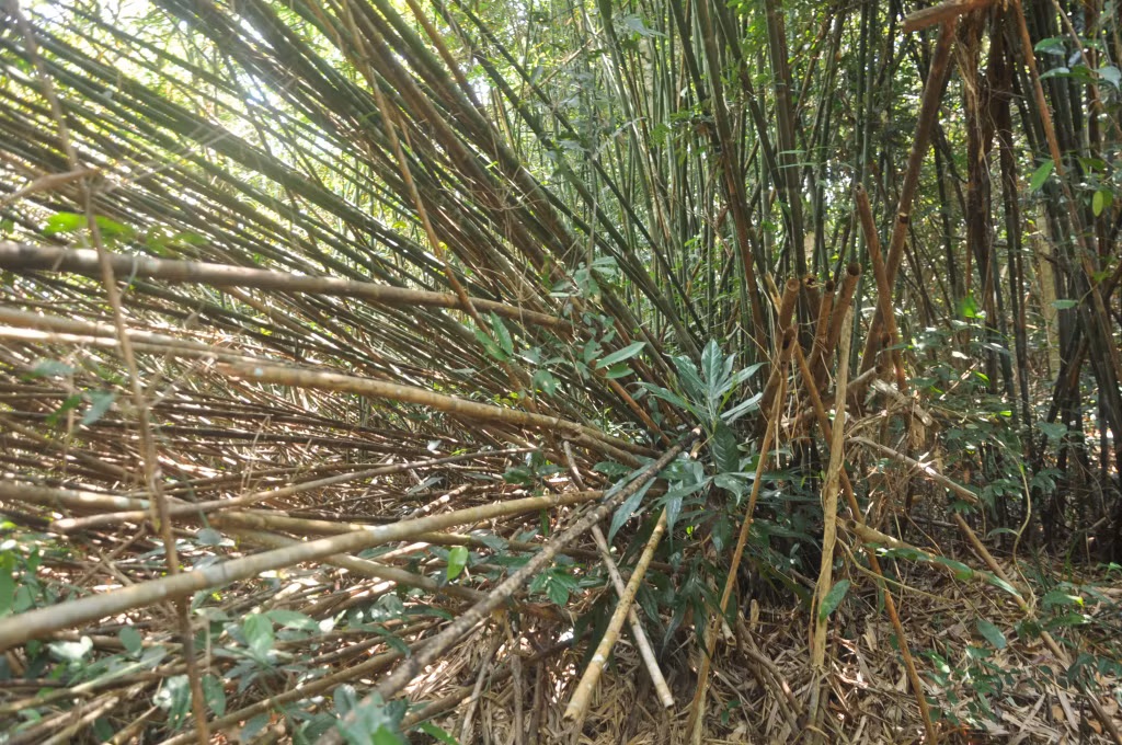 The bamboo forest looks like a natural picture on Ba Mun Island, which is considered a "home of biodiversity".