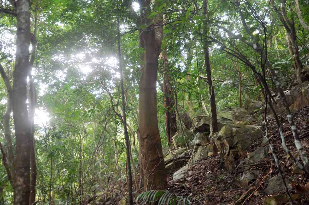 Green ironwood trees in Cai Lim, many of which are up to a hundred years old.