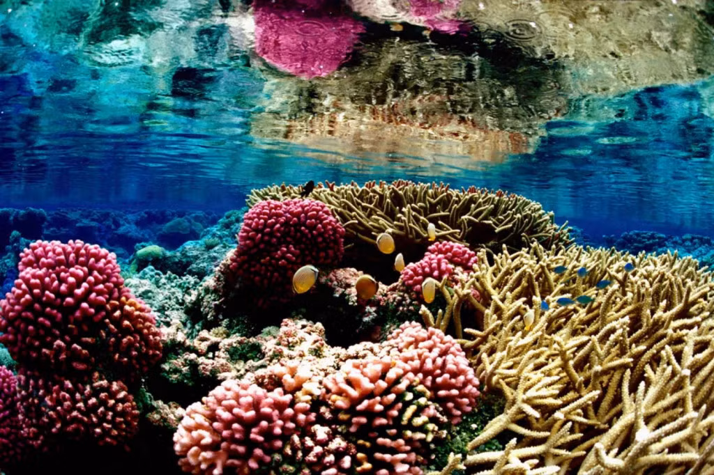 The diverse marine ecosystems means it’s a great place to do some snorkelling.