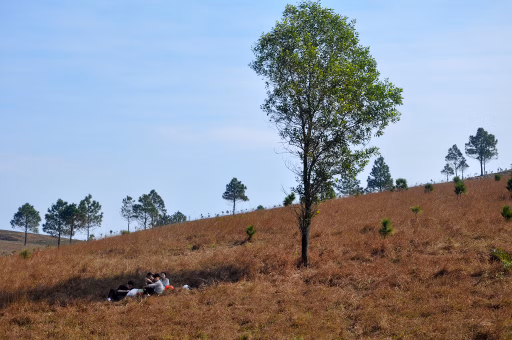 Tourists can get relaxed, take photos with grasslands and pine forests here.