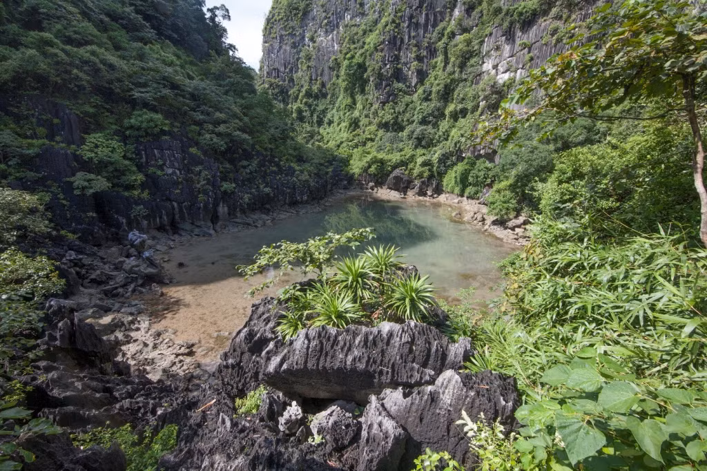 Ang Tien is home to a number of endemic plant and animal species which are typical for Ha Long Bay's arid ecosystem.