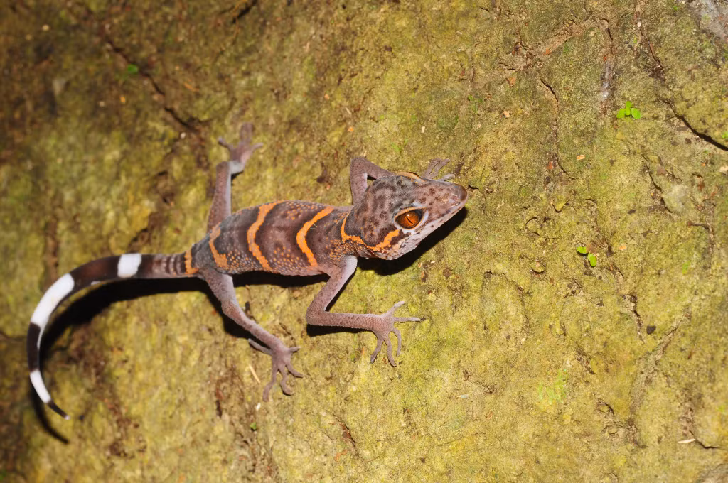 Cat Ba eyelid gecko living in Dong Tien lake cave is a rare animal on the IUCN World Red List of Endangered Species.