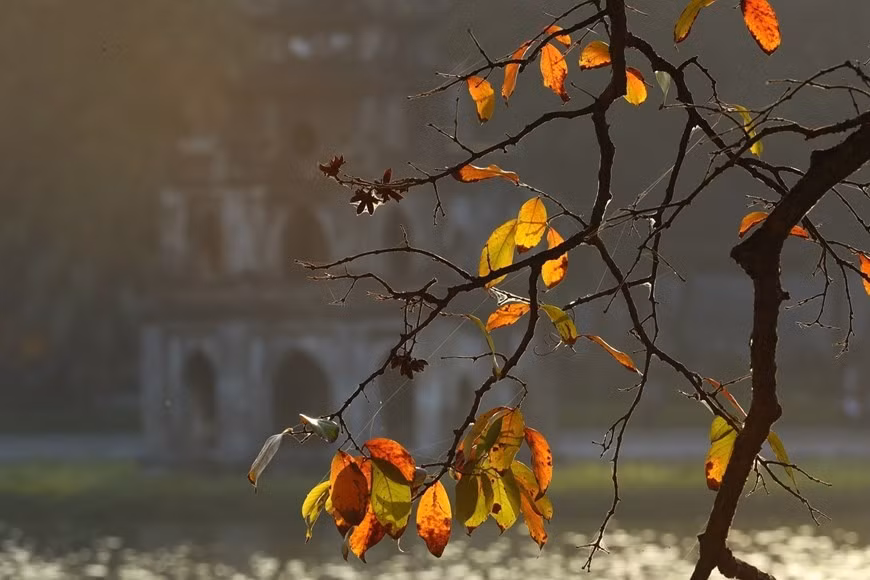 A giant crape-myrtle tree on the banks of Hoan Kiem Lake changes its leaves when autumn arrives. (Photo: VNA)