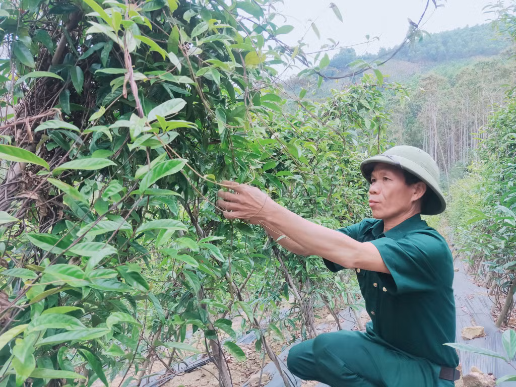 Nhiều cựu chiến binh ở huyện Ba Chẽ gương mẫu xây dựng nhiều mô hình kinh tế dưới tán rừng.
