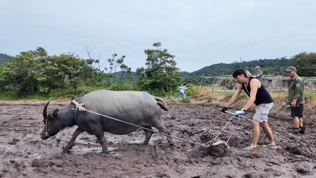 Loic Pesquerl và Antoine Habert không chỉ được học cách gặt lúa, gánh lúa, mà còn được hướng dẫn cày ruộng bằng trâu, trải nghiệm đời sống lao động của người dân đảo.
