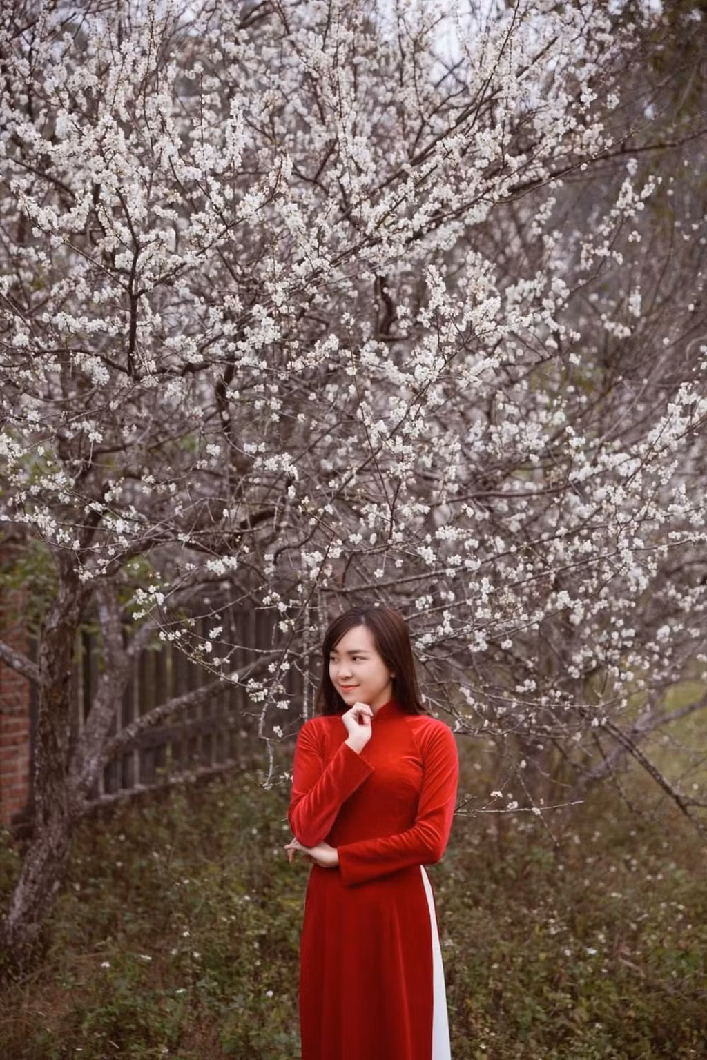White apricot blossom blooms in sacred Yen Tu ảnh 4