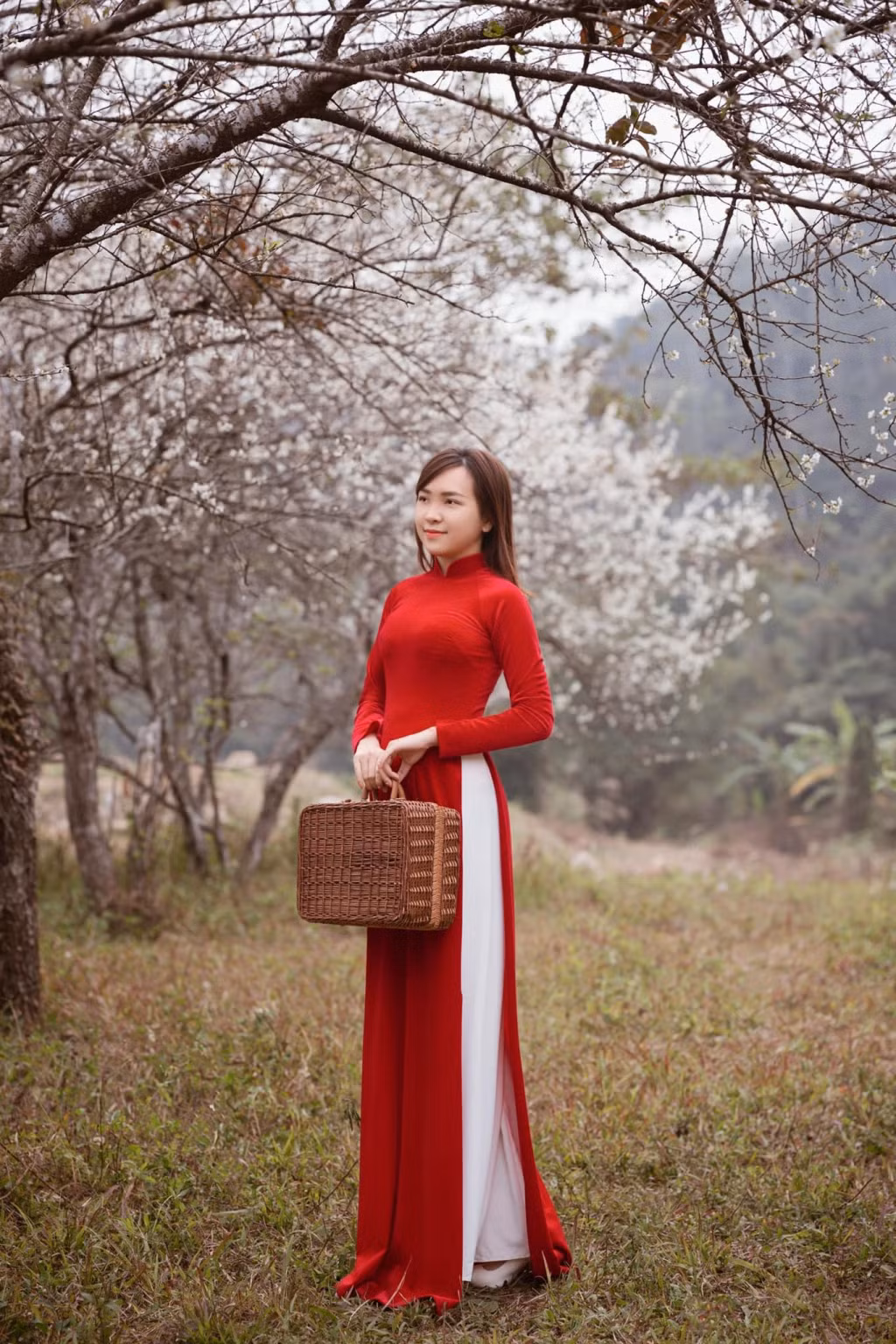 White apricot blossom is famous for its fragile shape and pure white color.