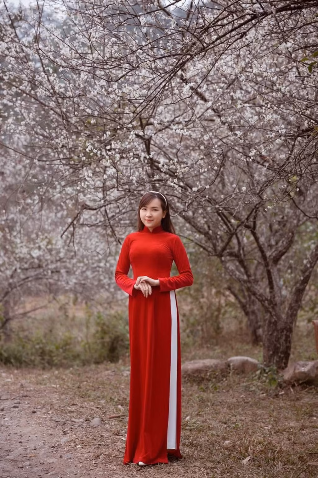 White apricot blossom blooms in sacred Yen Tu ảnh 2