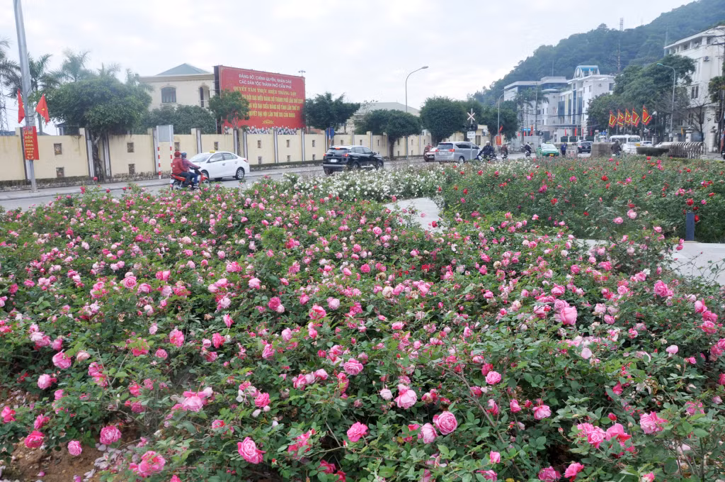 Thousands of rose trees bloom brilliantly at Cua Ong Temple in spring.