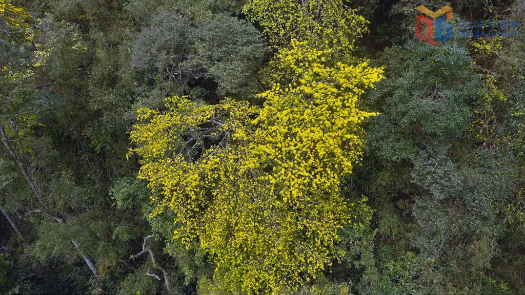 The Yen Tu yellow apricot is a rare endemic species of this sacred mountain. According to legend, it was first planted by the Buddhist King Tran Nhan Tong, leaving a profound imprint on the area’s cultural and spiritual significance. 
