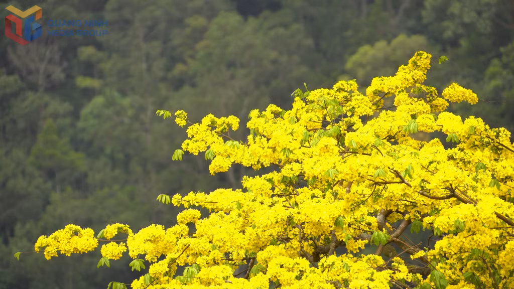 Blooming from around the middle of the second lunar month and lasting for about a month, the flowers create a vibrant season of yellow blossoms across the mountains and forest of Yen Tu.