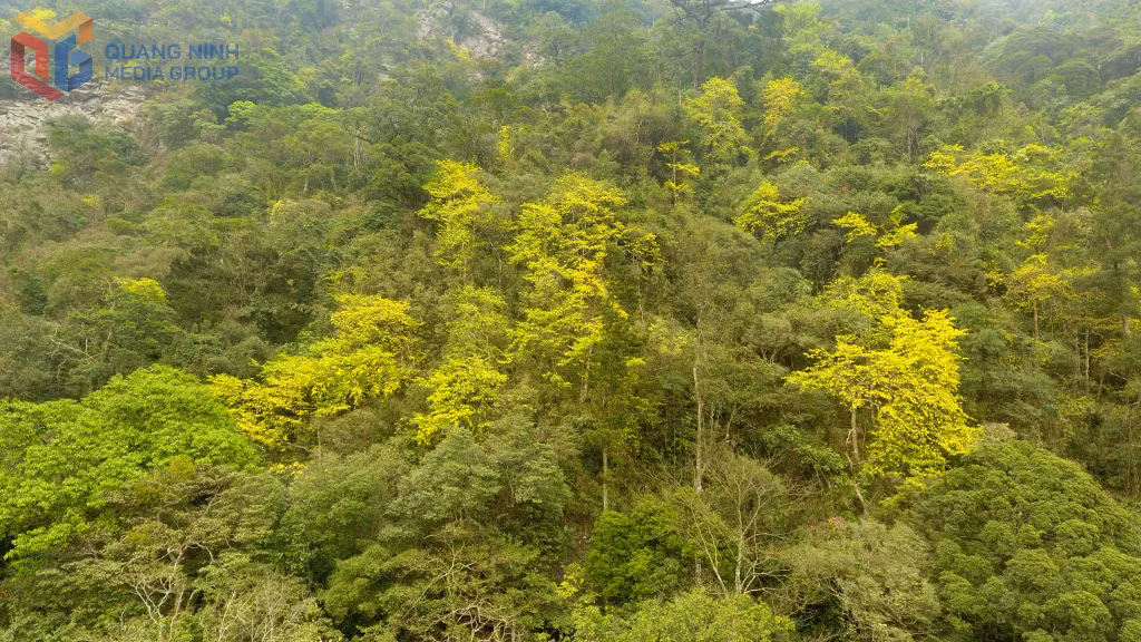 These trees are primarily found at spiritual sites such as Hoa Yen Pagoda, Mot Mai Pagoda, Van Tieu Pagoda, Bao Sai Pagoda, Golden Waterfall, and Silver Waterfall. Notably, 20 ancient apricot trees have been officially recognized as Vietnam Heritage Trees.