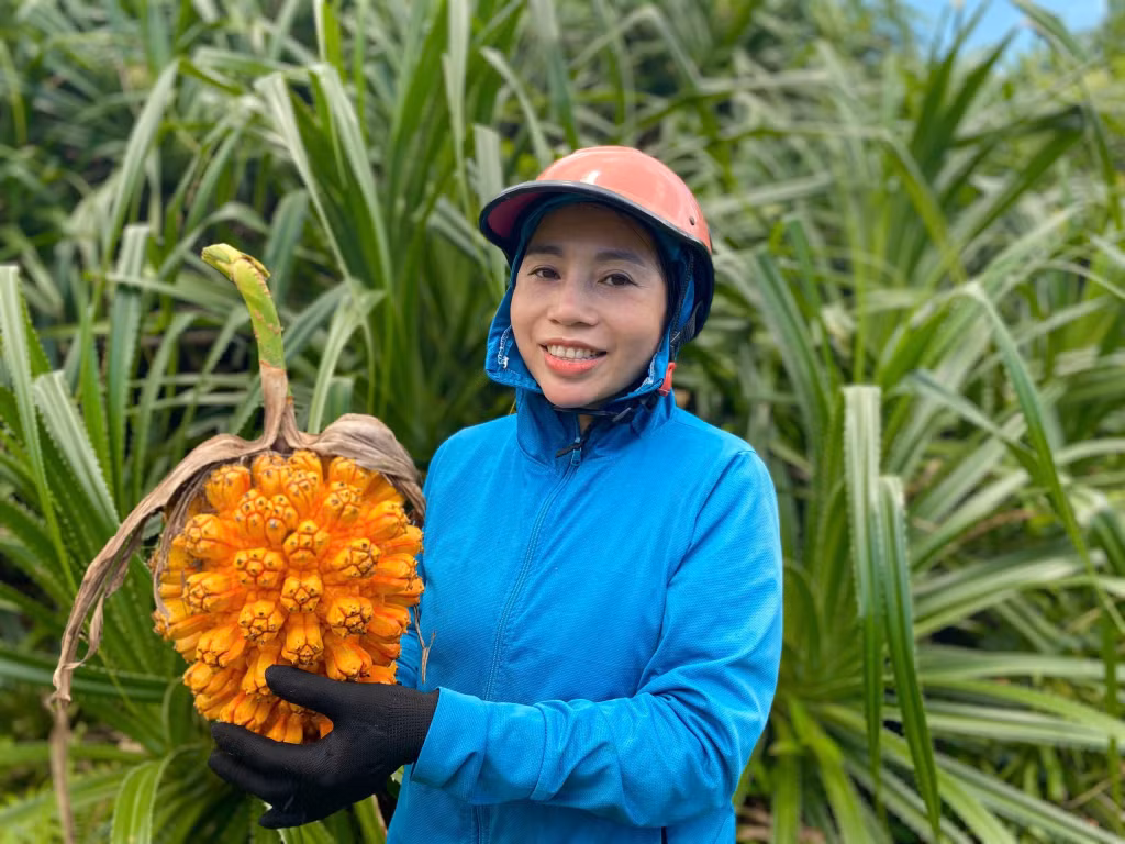 Thanh Lan wild pineapples – A forest bounty in the open sea ảnh 4