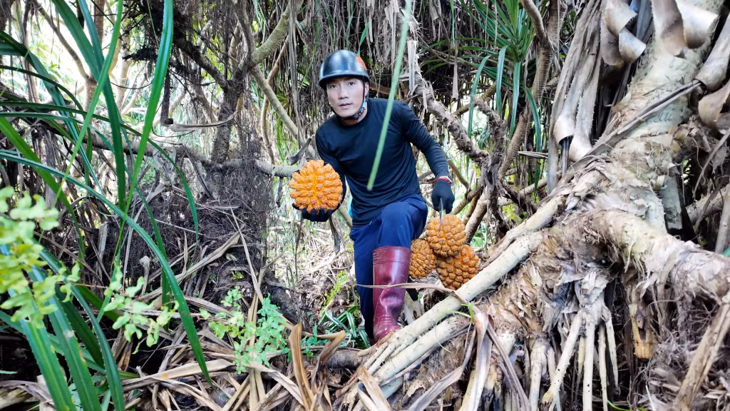 Many pineapple clumps on the island are more than a decade old and produce fruits weighing an average of 1–3 kg each.