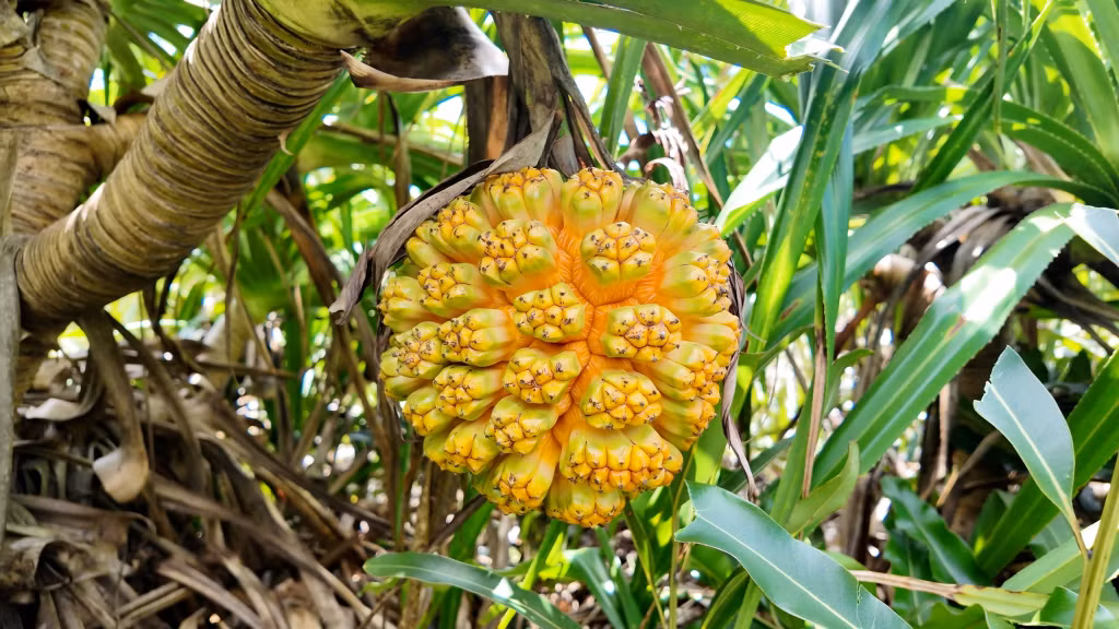 Once a simple gift of nature, Thanh Lan’s wild pineapple is gradually becoming a distinctive local specialty, contributing to the development of the local economy and experiential tourism. Visitors can not only enjoy this unique fruit but also learn how local residents harvest, process and turn it into a variety of products.
