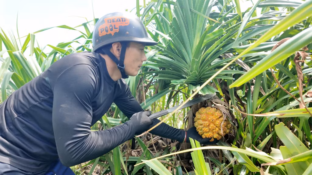 Harvesting wild pineapples requires skill and care, as the plants are covered in sharp spines and often grow in steep, densely vegetated areas.