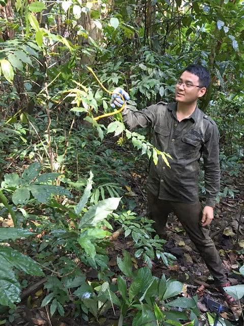 SLIPPERY CUSTOMER: Nguyễn Văn Tân meets a snake in the jungle. He established a Facebook supporting victims of snakebites for rescue and treatment. Photo courtesy of Nguyễn Văn Tân