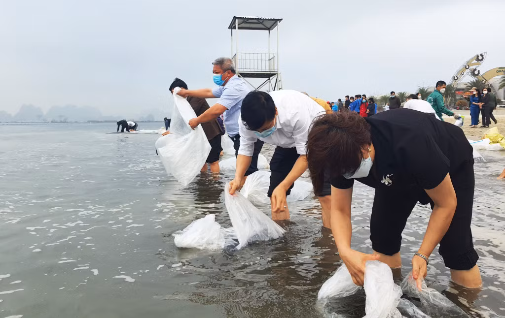 2.3 million young fish and shrimp released into Bai Tu Long bay