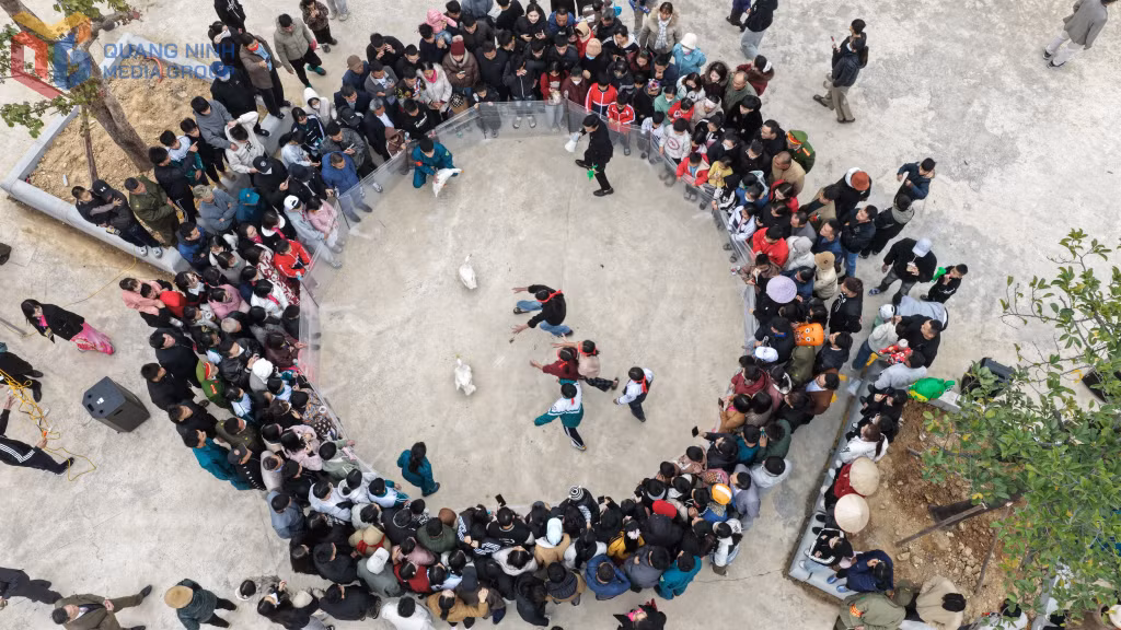 King Le Thai To Temple Festival (Hoanh Bo Ward): Traditional folk games bring color and excitement to the festival.
