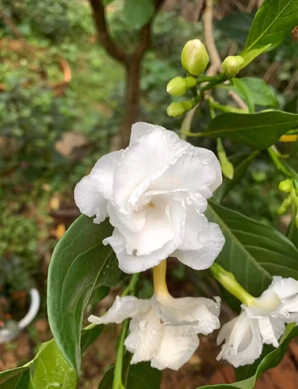 The rare Ngoc But tree has been identified in the natural ecosystem of Bai Tu Long National Park.