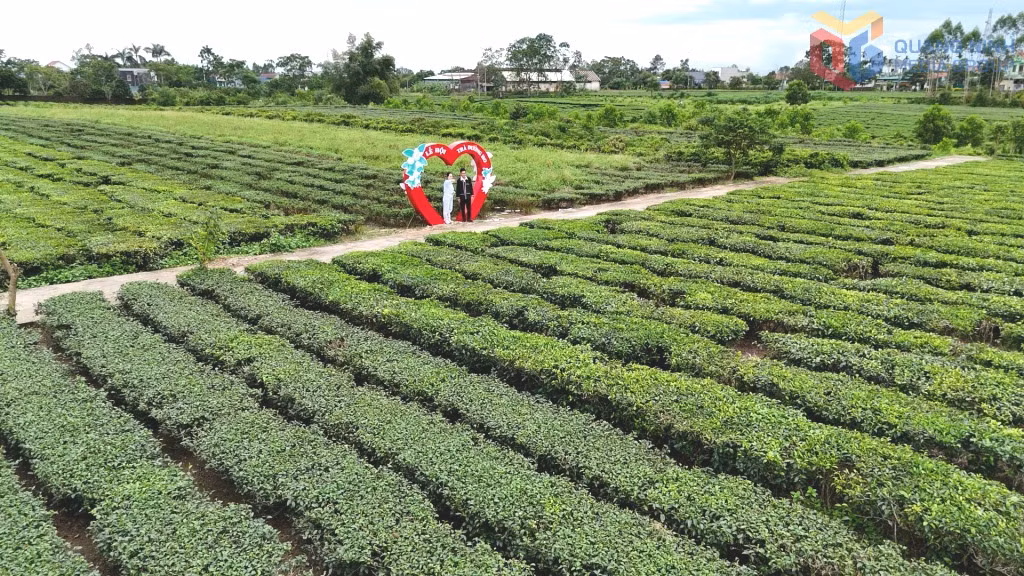 The tea hills in Duong Hoa Commune - a highlight in agricultural and rural tourism
