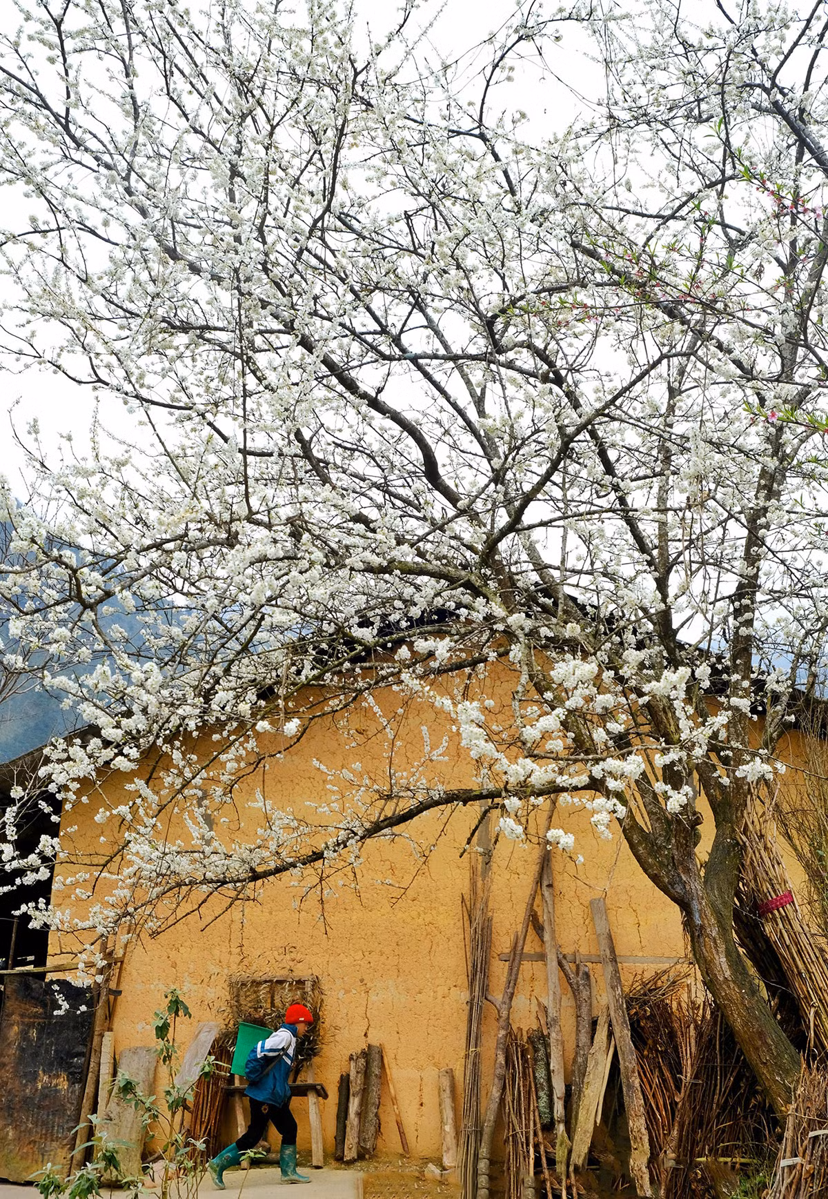 Spring's palette unveils Ha Giang's blooms