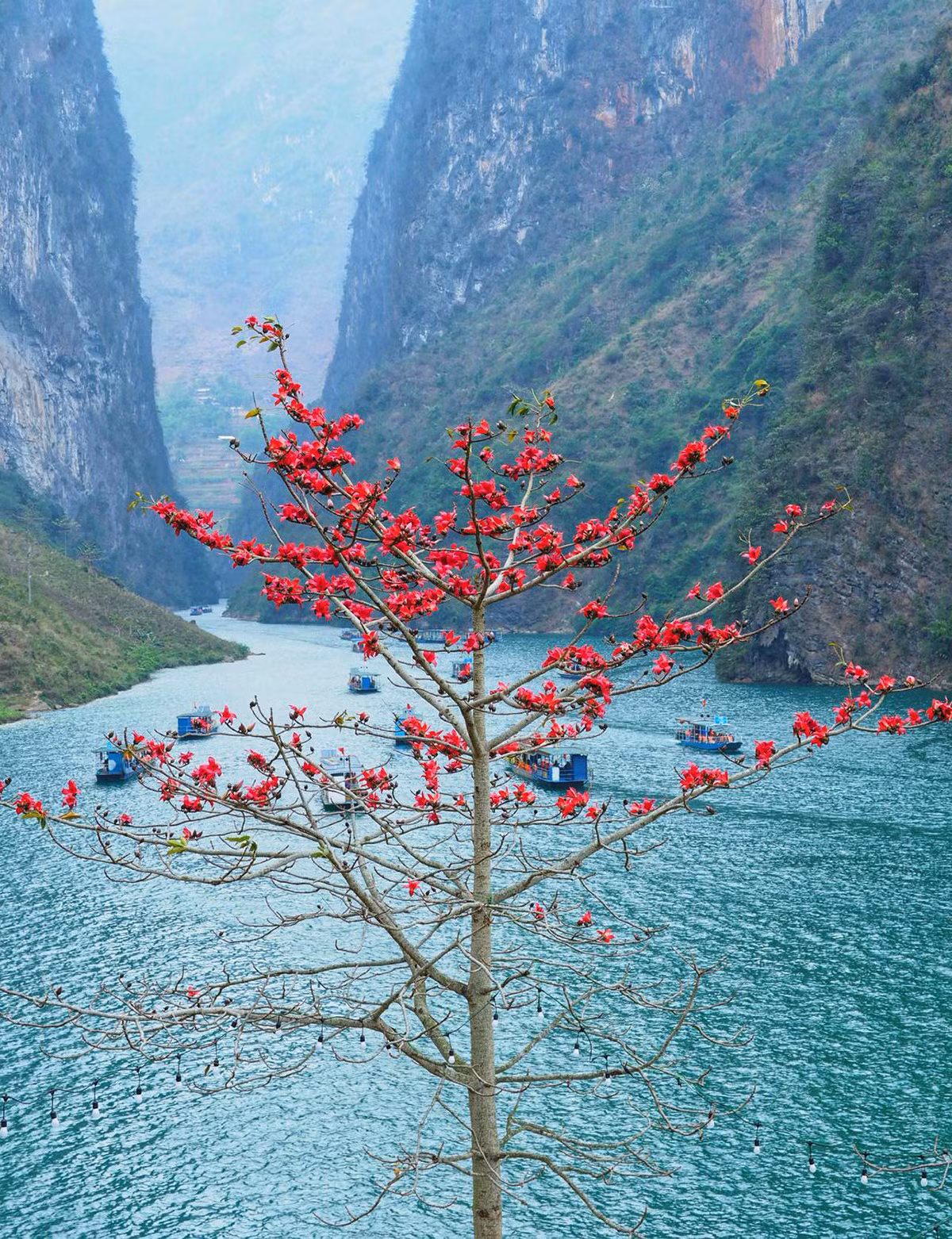 Spring's palette unveils Ha Giang's blooms