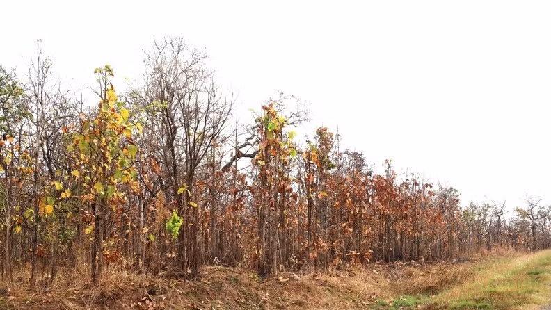 During the dry season, the whole khop forest turns yellow and then leaves dry and fall.