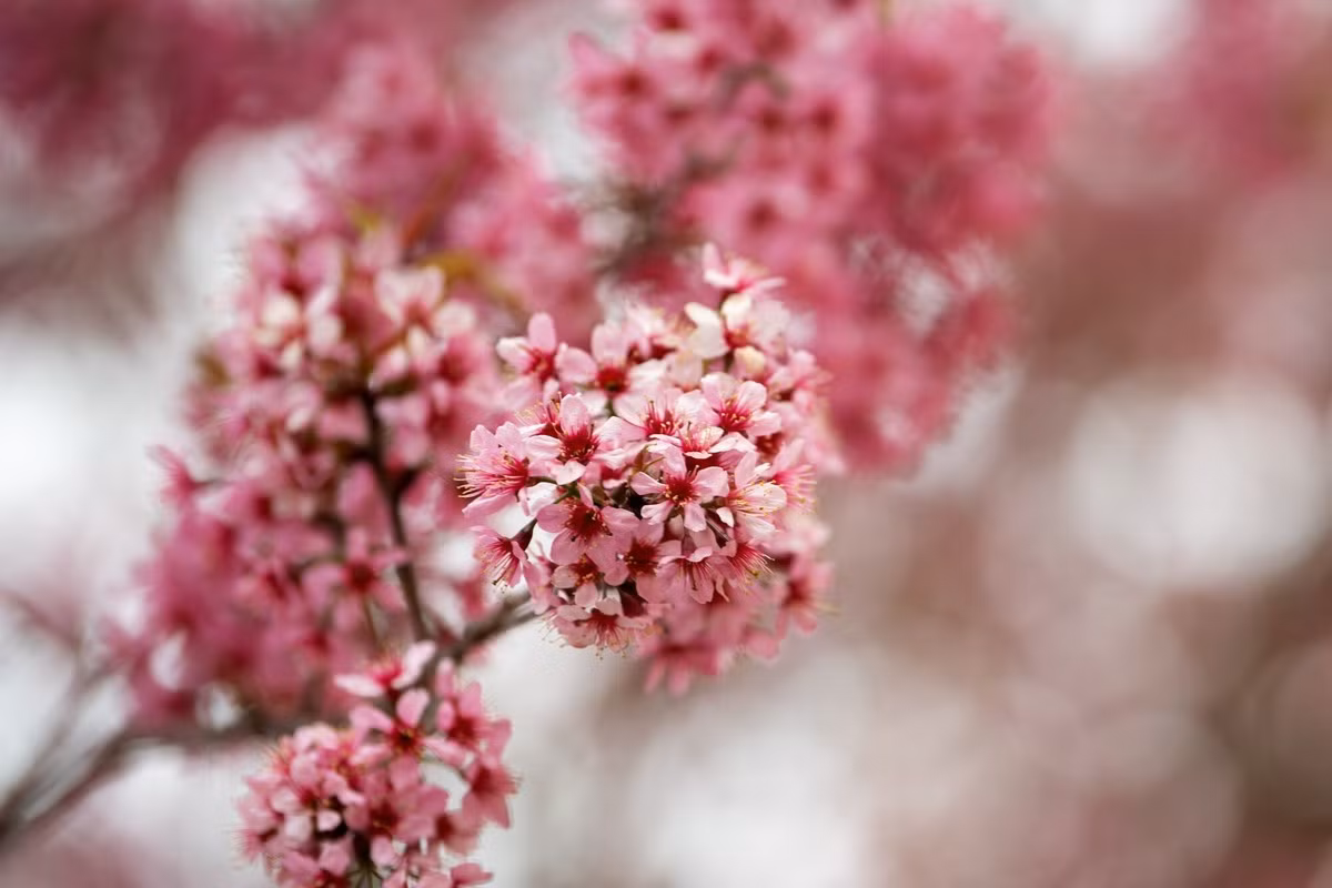 Forest peach blossoms bloom all over Mu Cang Chai