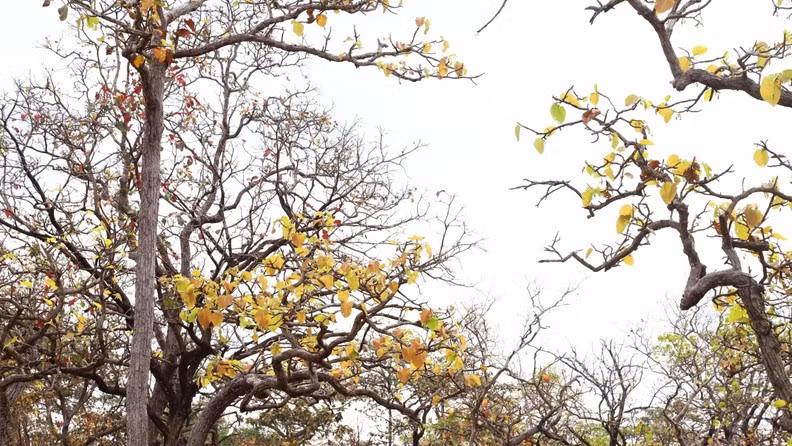 The species of trees in the khop forest are mostly typical Dipterocarpaceae plants. Every year, in the dry season, the trees in the khop forest change their leaves to start a new growing season.