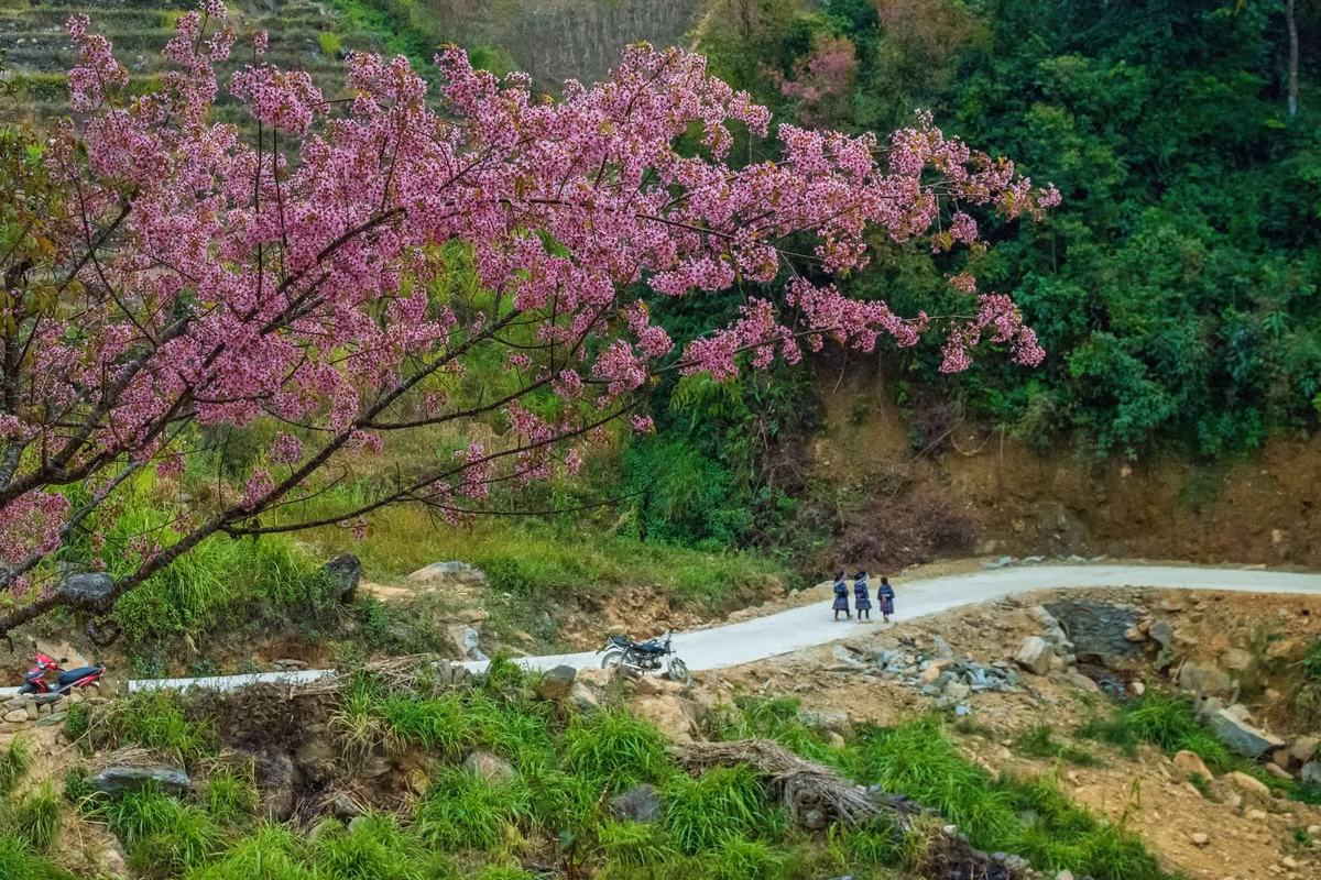Forest peach blossoms bloom all over Mu Cang Chai