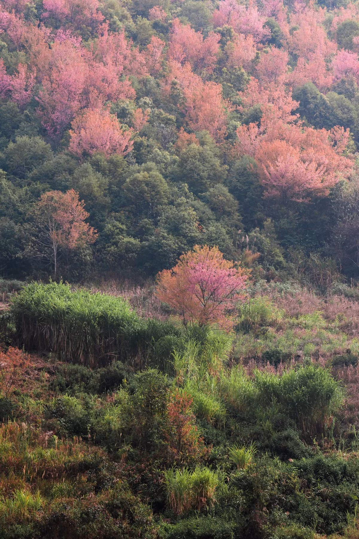 Forest peach blossoms bloom all over Mu Cang Chai