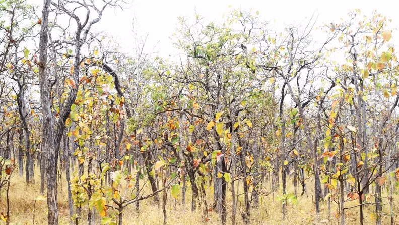 The season when khop forest changes their leaves is also the most beautiful season of the year in this region.