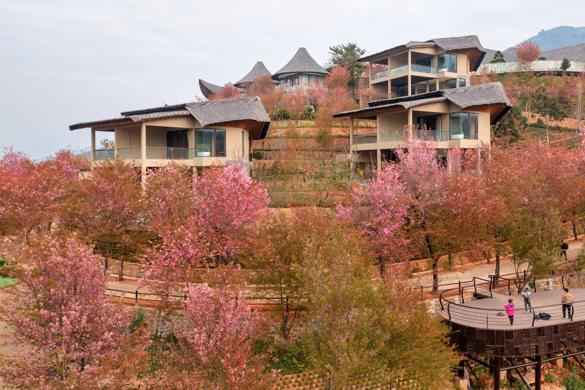Forest peach blossoms bloom all over Mu Cang Chai