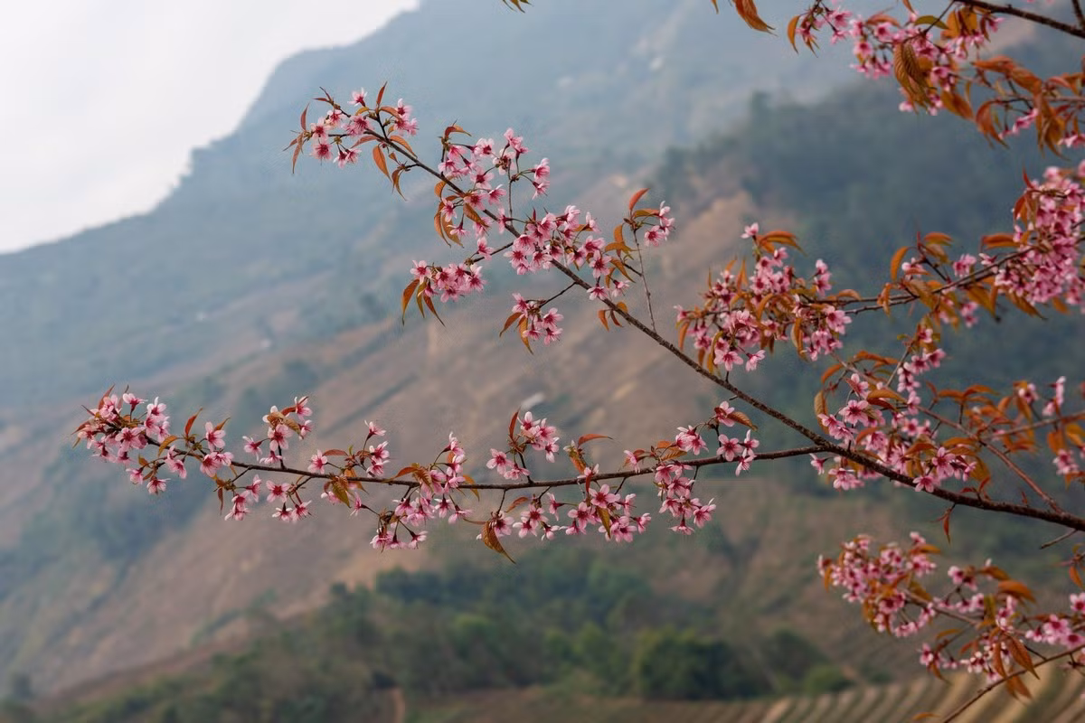 Forest peach blossoms bloom all over Mu Cang Chai