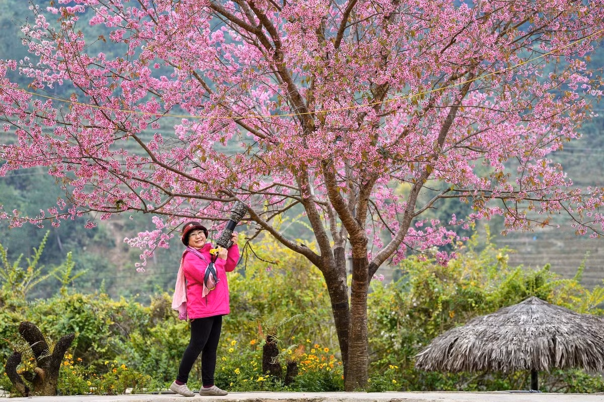 Forest peach blossoms bloom all over Mu Cang Chai