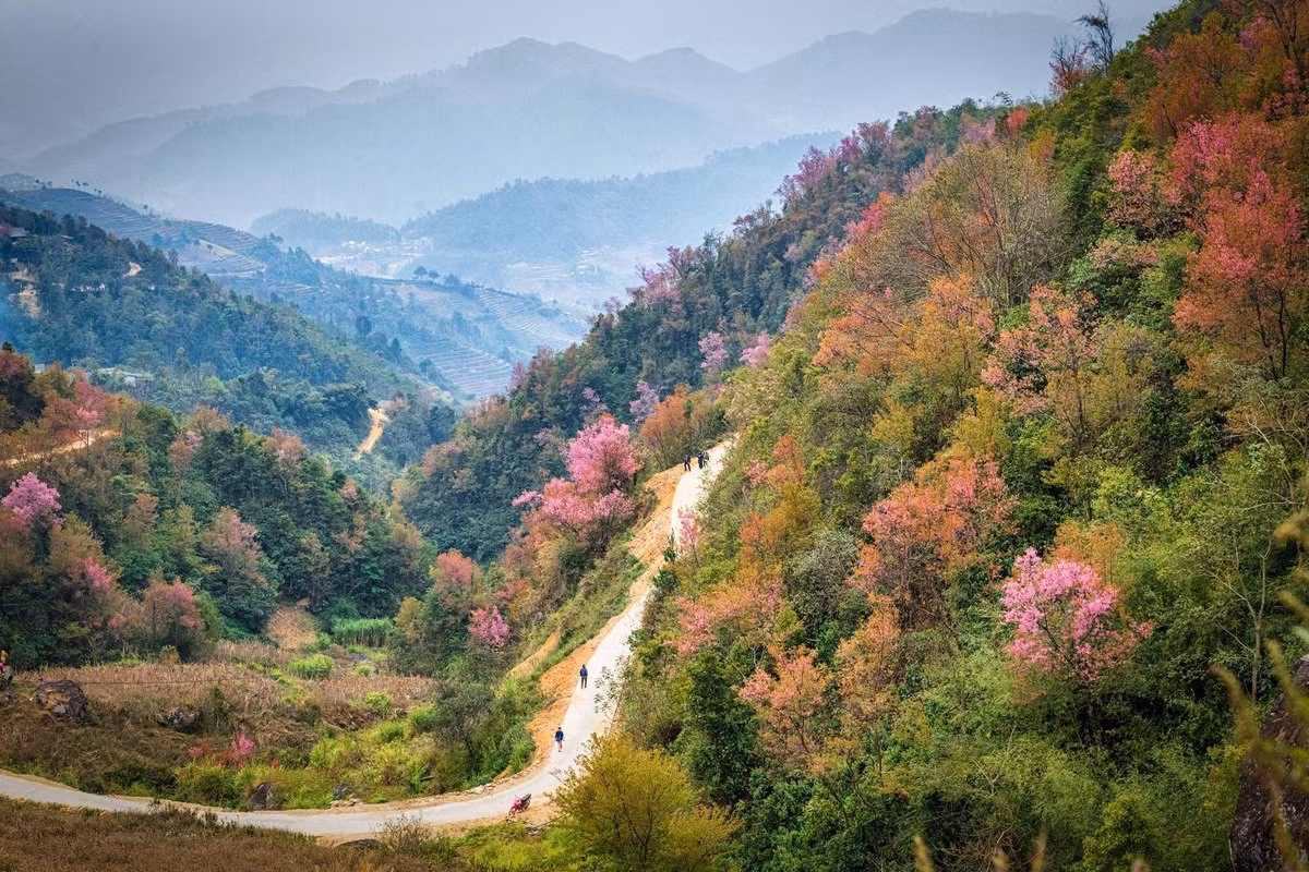 Forest peach blossoms bloom all over Mu Cang Chai