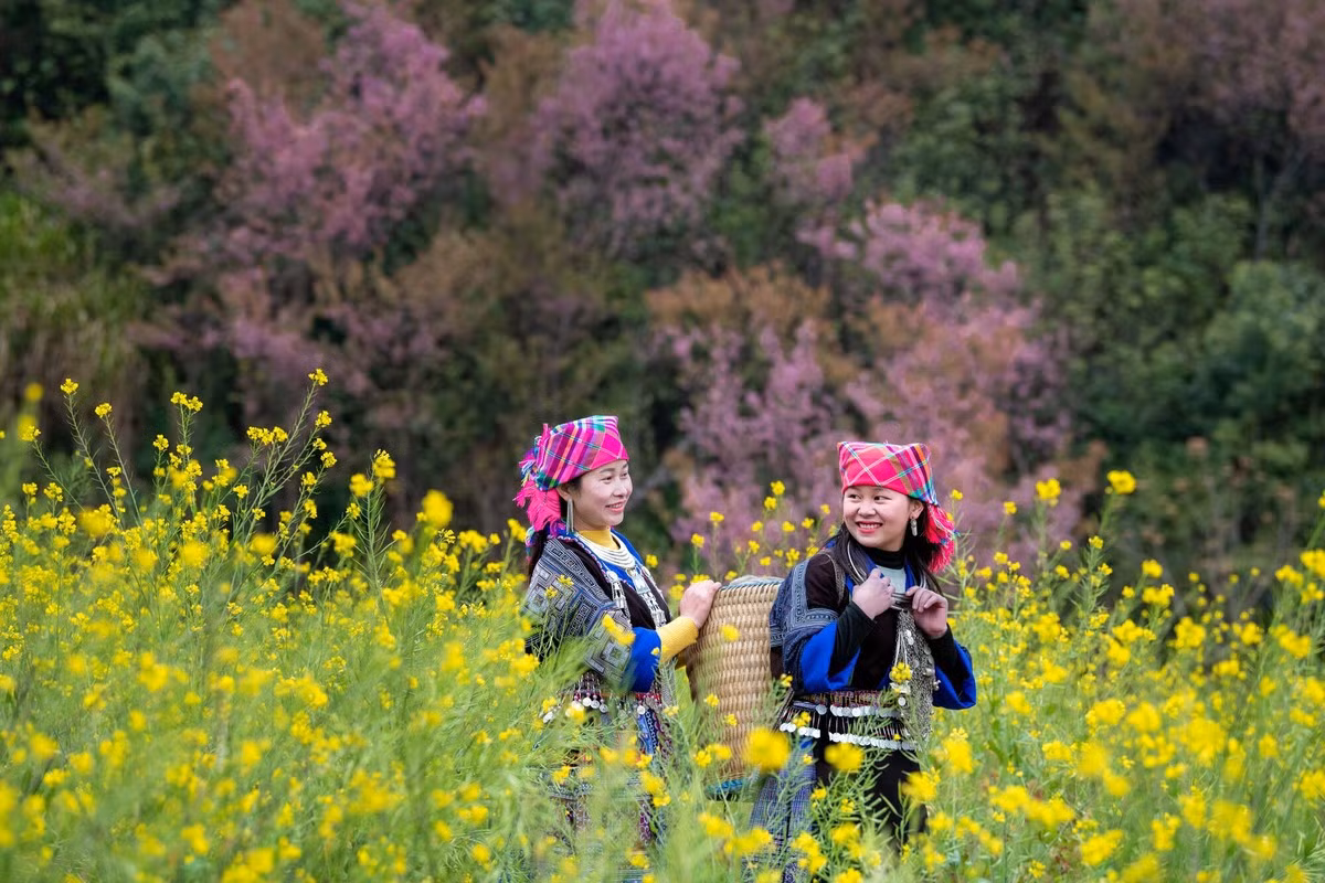 Forest peach blossoms bloom all over Mu Cang Chai